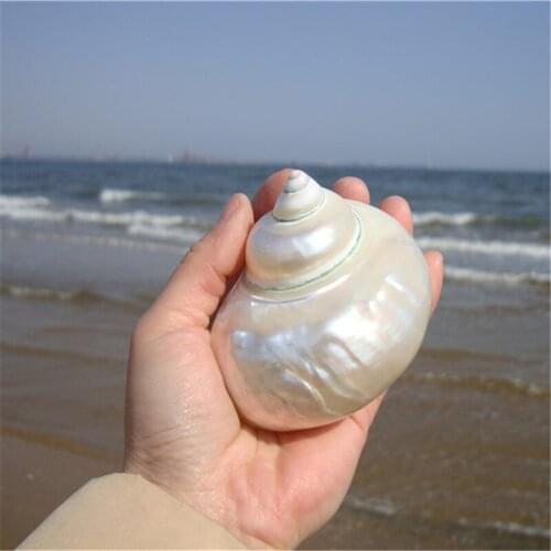 Polishing Natural Conch Green turban shell 7-9 cm Fish Tank Aquarium Landscaping Shell Ornaments Home Wedding Decoration