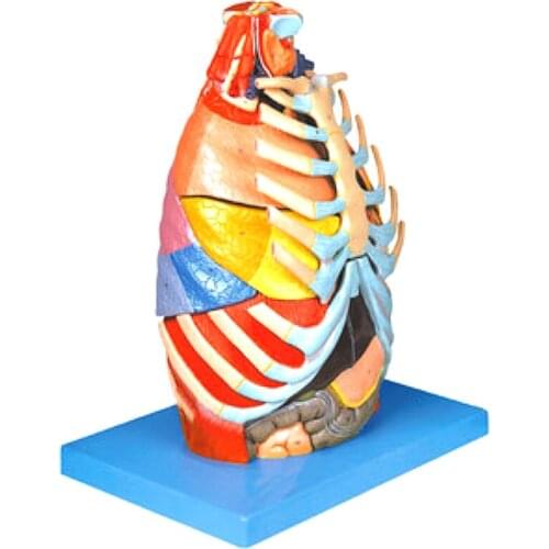 Thoracic anatomical model: Osteochondral muscle and tendon visceral laryngotracheal tree pulmonary segment cardiovascular nerve