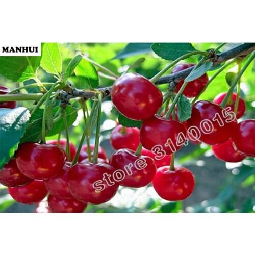 5D Diamond Painting Cherries Cross Stitch Resin Rhinestones Full Square Diamond Embroidery diamond painting Fruit BAC062