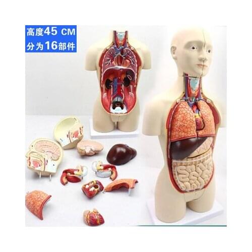 45cm 16 parts Detachable medical internal organs heart system structure human torso anatomy model