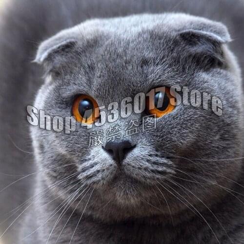 Cat 5D suqare Drill Animals Modern Home Decoration Diy Diamond Painting Wolf Butterfly Needlework Full Diamond Embroidery Mosaic