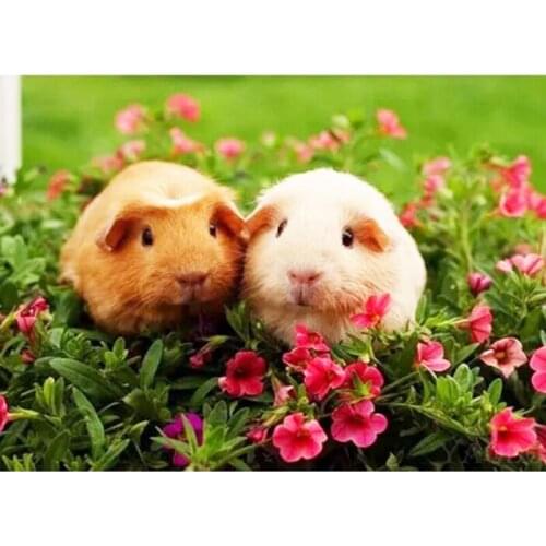 5d diy diamond Painting full square cross stitch kits Cute Animal Guinea Pig patterns embroidery bead drill rhinestone mosaic