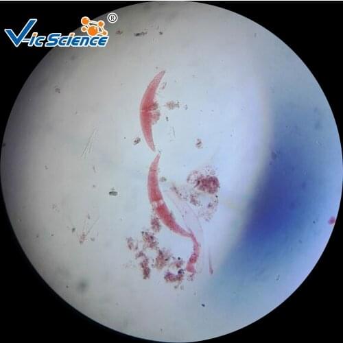 30 pcs Medical and Teaching Animal Slide Kit