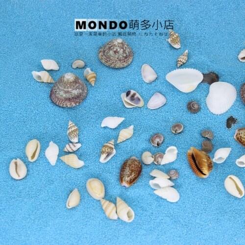 Natural Mini Tiny Seashell Conch DIY Materials Moss Micro Landscape Fish Tank Aquarium Decoration Model Figurine Toys Home Decor