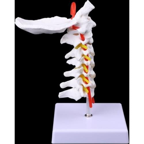 Cervical Vertebra Arteria Spine Spinal Nerves Anatomical Model Life Size