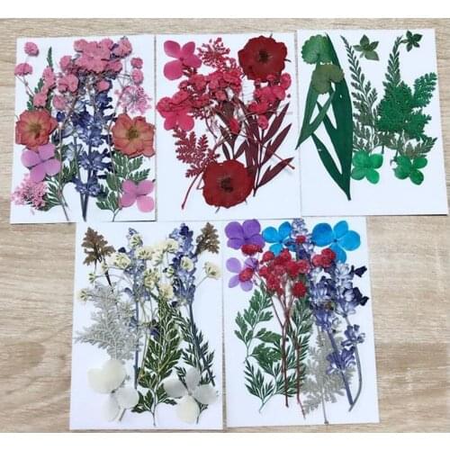Beautiful Natural Pressed Dried Flowers Branches DIY Scrapbooking Arts Crafts Phone Case Album Card Decoration