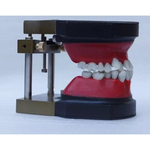 Typodont model Dental Orthodontic simulation training model