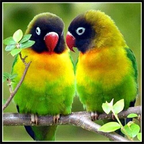 Cartoon Animal Parrot Owl Bird DIY 11CT Embroidery Cross Stitch Kits Needlework Craft Set Cotton Thread Printed Design