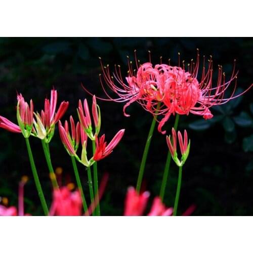 Plant diamond painting full Bian Hua flowers embroidery stitch diamond dotz rhinestone picture puzzle toys drawing wall decor