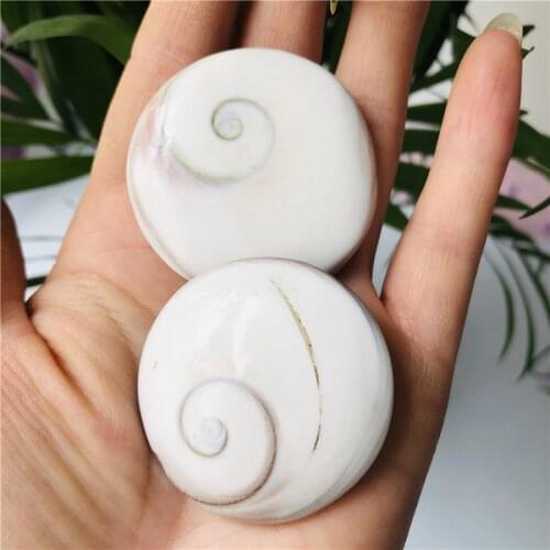 3pcs Natural Sun shell fossil Fossil Specimen Crystal Love Heart Reiki Shiva Eye
