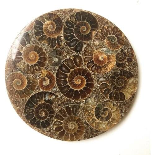 Drop Shipping 1PC 10cm Ammonite Fossil Slice Plate Natura Shell Madagascar Fossil Specimen Gemstones Natural