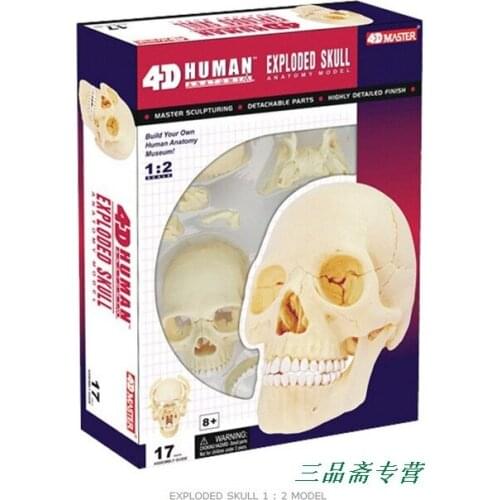 4D MASTER Human skull anatomy model assembled skeleton model Medical use free shipping
