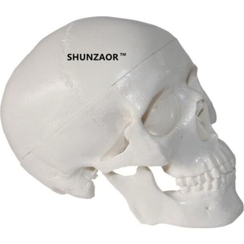 High Details Mini Human Head Skull Skeleton Model Medical Anatomy Learning