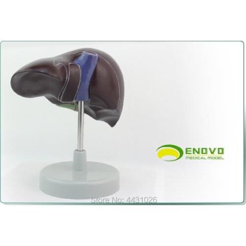 ENOVO Liver anatomy of human liver model