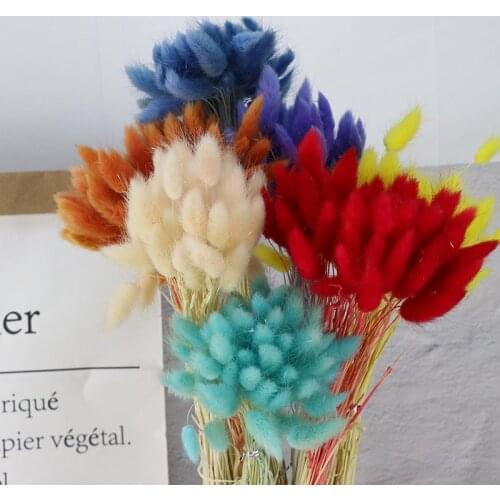 50pcs Bunny Tail Grass Fresh-Cut High Quality Natural Preserved Dried Flower Photograph Home Wedding Modern Art Life Decoration