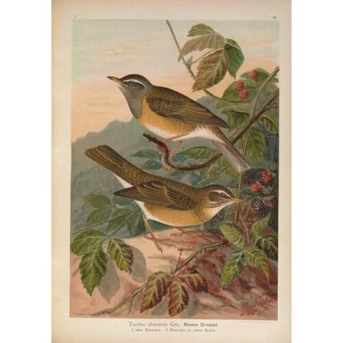 Pastoral animal birds wild fruit forest scenery oil painting canvas prints printed on canvas wall art decoration picture