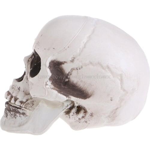 Plastic Human Mini Skull Decor Prop Skeleton Head Halloween Coffee Bars Ornament Jy20 19 Dropship