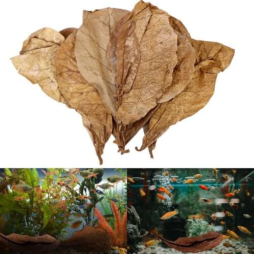Aquarium Water Treatment 20PCS Natural Terminalia Catappa Leaves to Balance PH Acidity Fish Tank Cleaning Tools Accessories