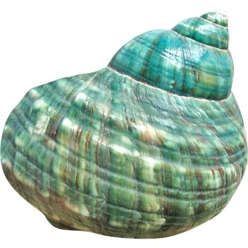 New 10CM Green Turbo Natural Rare Real Sea Shell Conch Stunning Healing Decor Ocean 1Pcs