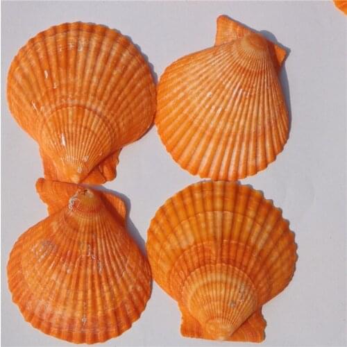 Natural Craft Yellow Colored Scallops 5-8cm 20pcs Seashells Natural Fish Tank Ornament Marine Style Home Decoration