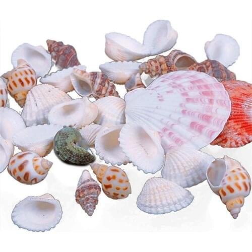 100g Mixed Sea Beach Shells Crafts Seashells Aquarium Decor Photography Props Kid Craft Toys Fish Tank Decorative Accessories