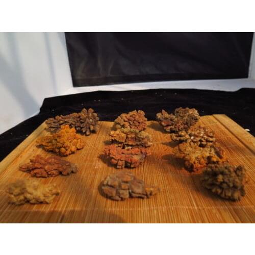 12 COPROLITE Fossilized Dinosaur Poop Specimen Fossil Madagascar