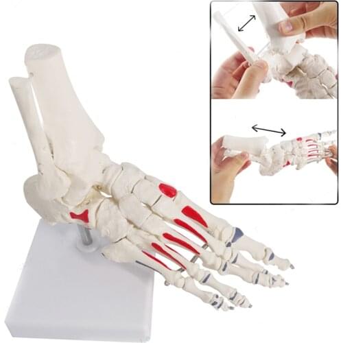 Life Size Foot Joints and bones Foot Anatomy Skeleton Human Foot and Ankle Model with shank bone Anatomical Models LearningTool