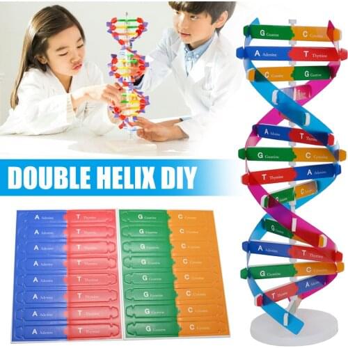 DIY DNA Model Science Biological Experiment Children DIY Assembly Educational Toy New Design Kids Toys Gift