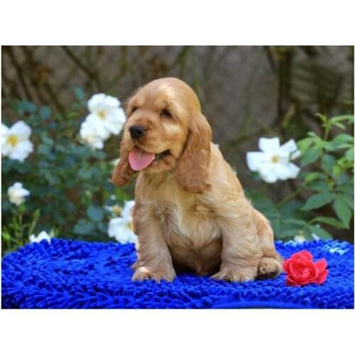 5D DIY square/round Diamond Painting British cocker spaniel Cross Stitch Diamond Embroidery Pattern Rhinestone Home Decor J1167