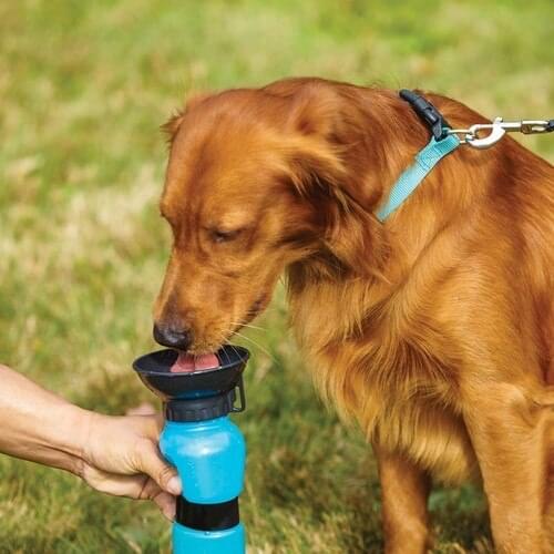 Petzoom Products For Dogs