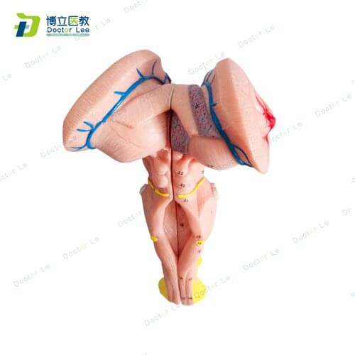 3 Time Enlarged Human Removable Brain Stem Anatomical with Blood Vessel Medical Educational Supplies and Equipment