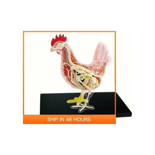4D Animal Puzzle Chicken Toys Anatomical Models Detachable DIY Children Gifts Hen Educational Tool School Used 26003