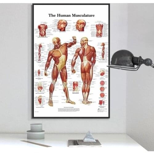 Muscular System Anatomical Poster Muscle Anatomy Chart Anatomical Chart Human Body Educational for Human anatomy poster