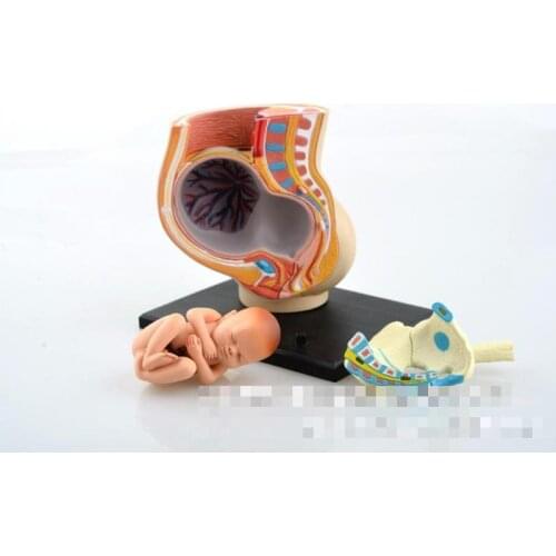 Human maternal fetal tissue from the uterus model assembled with teaching equipment wholesale medical model