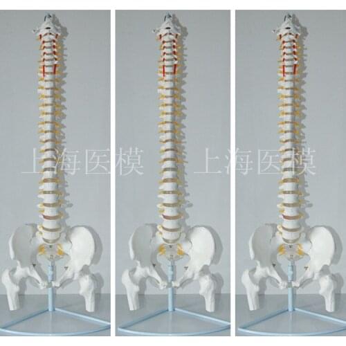 85cm Human spine model 1: 1 human spine with spinal intervertebral disc skeleton