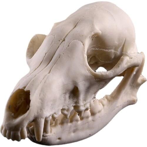 Skull Model,Realistic Bones Skull Head Resin Skeleton Specimen Model Halloween Props Decor