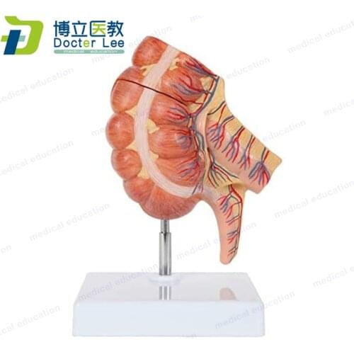 Caecum and Appendix Anatomy Model Large Intestine Anatomy Model Enlarged 1.5 Times Life Size Digestive System Anatomy Model