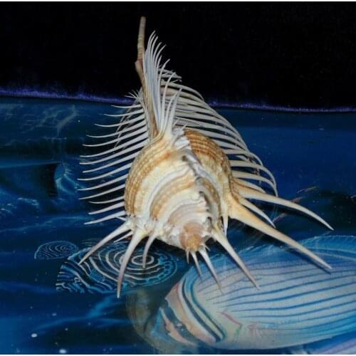 13-15Cm Natural Shell Conch Decoration Fish Tank Landscaping Shell Ornaments for Home Garden Venus Murex