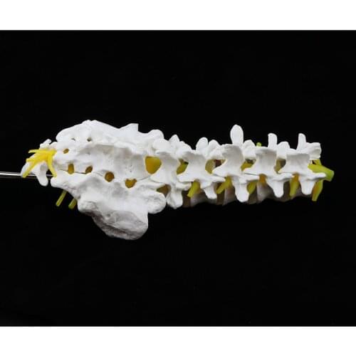 Anatomical 1:1 Human Spine Model - Highly Detailed to Show Forms and Structure of Lumbar Vertebrae, 30CM Height