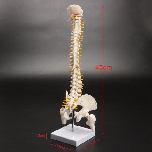 Human spine bone skeleton model 45cm sitting posture model for medical rehabilitation training, spine model, human spine model