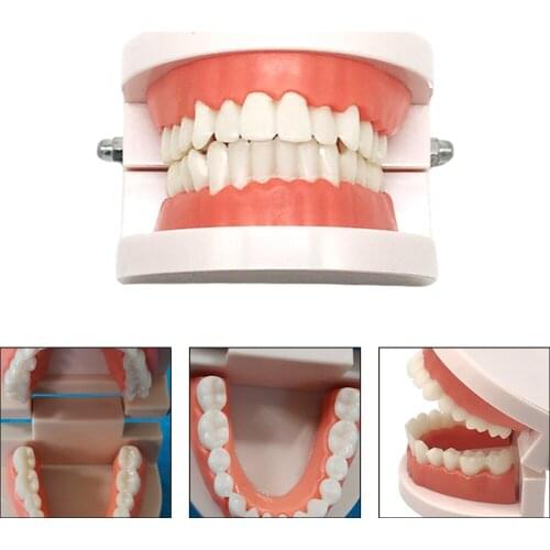 Standard Dental Teaching Model Study On The Structure Of Oral Teeth Dentist Educational Demonstration Tool For Brushing Teeth
