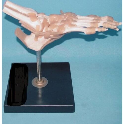Free Shipping 1:1 Life Size Human Foot Joint Ligament Muscle Model Skeletal Motion System Anatomy of Hand and Foot Surgery