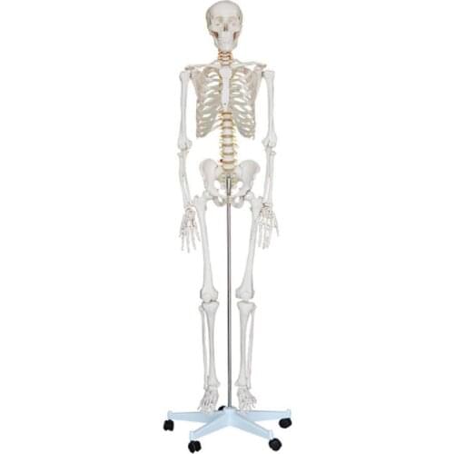 Life-Size human Skeleton model teaching medical 180cm Tall