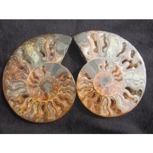 Pairs of Split Ammonite Fossil Specimen Shell Healing Madagascar A5