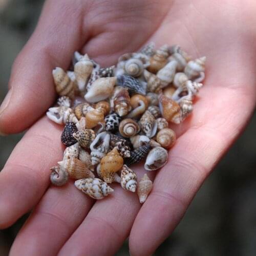 1000pcs/Lot 0.5-1.3 cm Small Conch Home toysDecoration Material Natural Craft Seashell Aquarium Fish Tank Landscape