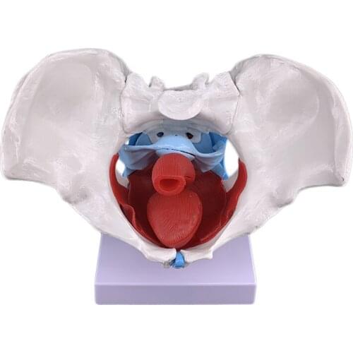 Female pelvic and pelvic floor muscle model with stand Female pelvic with 2 section Lumbar spine skeleton model