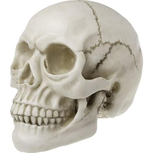Resin Art Human Skull Replica Teaching Model Realistic 1:1 Adult Size Jy05 21 Dropshipping