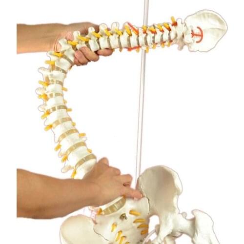 45cm Human Spine Model Human Spine Model Cervical Spine and Thoracic Lumbar Spine with Caudal Pelvis Model Spine Spine Teac U6S6