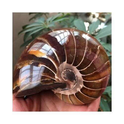Rare Gorgeous Jade Ammonite Fossil Specimen Shell Healing, Madagascar