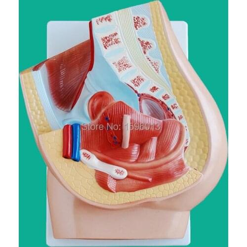 Median section of female pelvis model, Anatomy female pelvis model